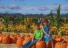 Pumpkin Patch